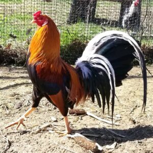 Get well trained Gamefowl For Sale. eggs, hen, rooter,