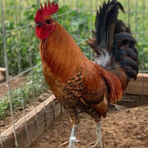 Yellow legged hatch - game fowl breeds