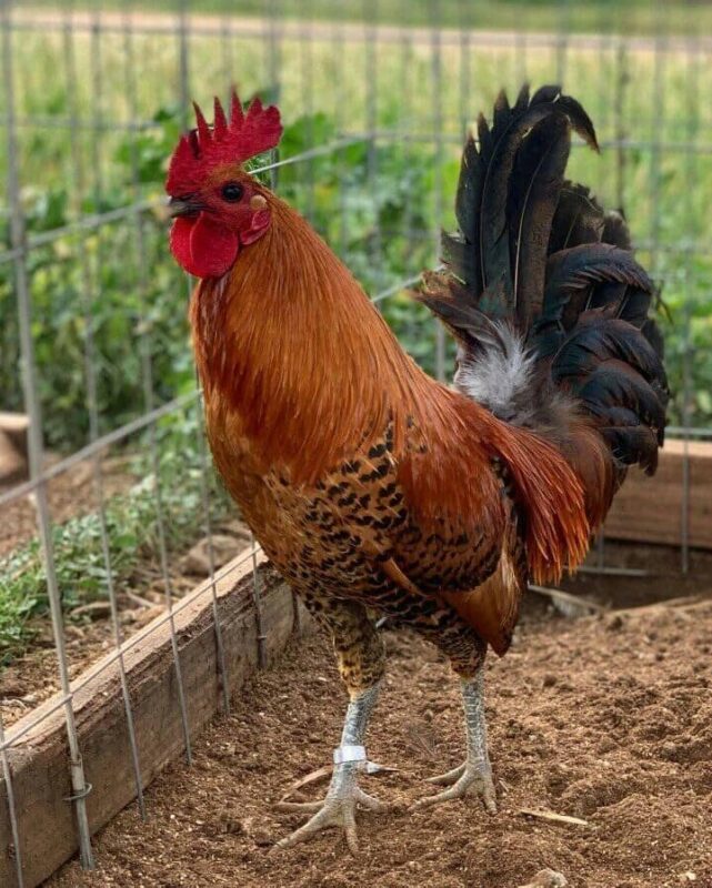 Red quill rooster - game fowl breeds