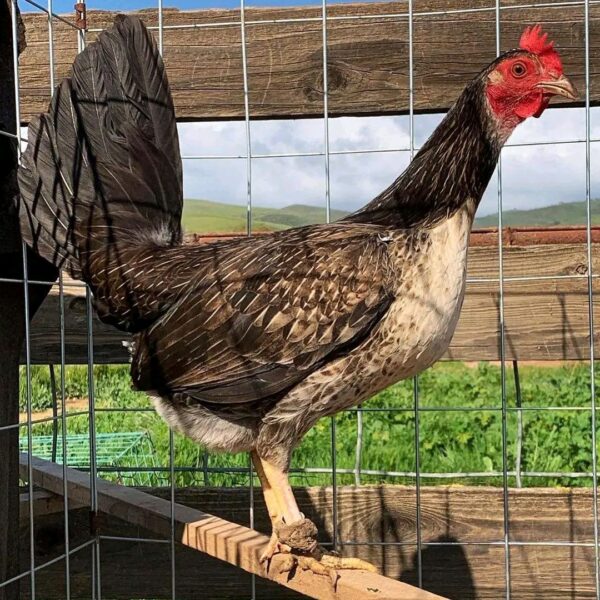 Brown Red Gamefowl Game Fowl Breeds