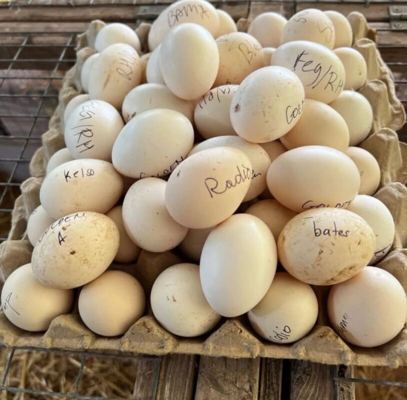 Get well trained Gamefowl For Sale. eggs, hen, rooter,